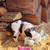 Border Collie X Australian Shepherd 15 thumbnail