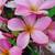 Cancun Pink Plumeria - see description 4 Prices 1 thumbnail