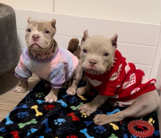 American bully puppies 1