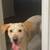 Herding mix needs new home 1 thumbnail