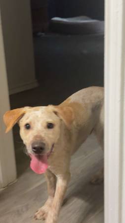 Herding mix needs new home 1