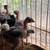 chicks 4 thumbnail