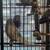 Budgies 1 thumbnail