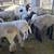 Suffolk Sheep 1 thumbnail