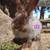 French angora rabbits 3 thumbnail