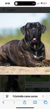Cane Corso Mix 1