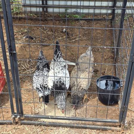 Easter egger trio 1