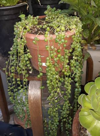 String of Pearls Curio rowleyanus 1
