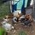 Brahma chicks 5 thumbnail