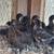 Chocolate Egger female pullets. Four weeks old. 4 thumbnail