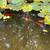 Koi Fish Various Sizes 2 thumbnail