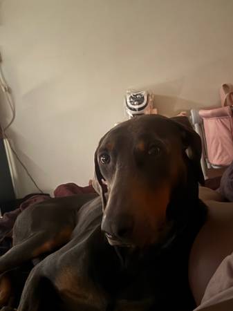 Rehoming ASAP 1