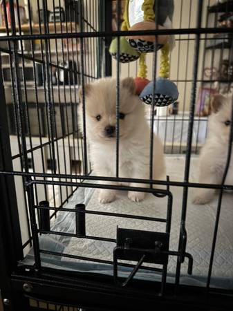Pomerania (Los Ángeles)63877736269569124