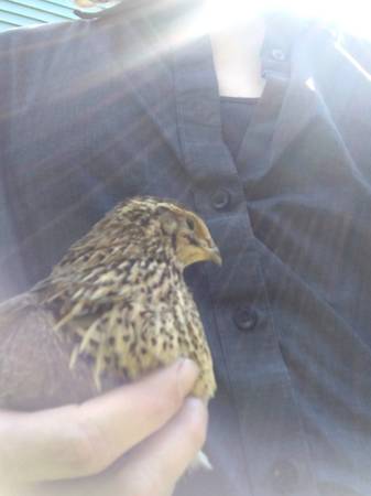Quail Hens - farm & garden - by owner - sale - craigslist