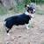 Corgi 1 thumbnail
