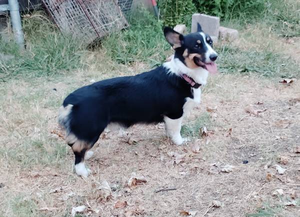 Corgi 1