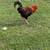 Barnyard Rooster 3 thumbnail