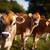 Jersey Dairy Nurse Cows 3 thumbnail