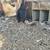 Gallos/gallo/gamefowl/rooster/hen/gallina/chicken 3 thumbnail
