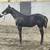 Gorgeous AQHA Filly- Already Shown & Money Earner 1 thumbnail