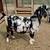FB Boer Buck 3 thumbnail