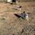 Boer Goat commercial herd 2 thumbnail