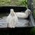 Mandrain ducks 1 thumbnail