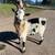 Beautiful miniature Nigerian Buck 2 thumbnail