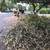 CATHEYS LAWN & TREE CARE -- Mowing, LEAVES, Mulch, Shrubs, Trees 5 thumbnail