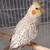 cacatúa | cockatiel 3 thumbnail