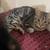 Rehominh my cats 2 thumbnail