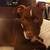 Red nosed Pit bull mix 21 thumbnail