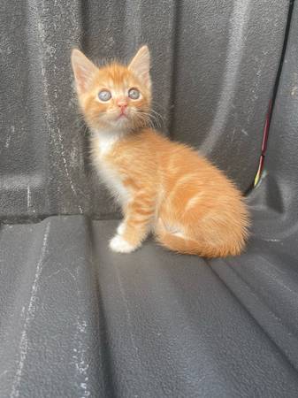 Gatito atigrado de ojos azules (Enumclaw)63688936071809120