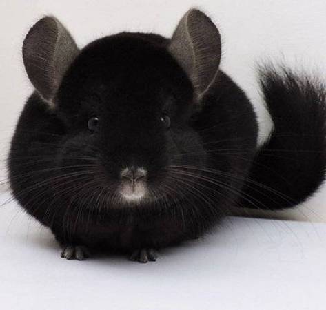 Black Ebony Chinchilla (Seattle)63443577025537122