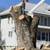 🇺🇸AMERICAN TREE TRIMMMING/TREE REMOVAL FULLY EQUIPPED 7 DAYS A WEEK 18 thumbnail
