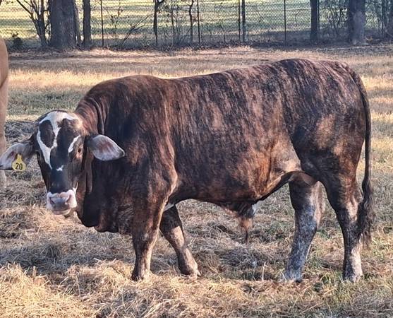 Bradford Bull 1