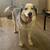 Rehoming Siberian Husky 4 thumbnail