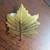 Vintage gold tone Maple leaf shaped pin 1 thumbnail