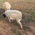 Borregos/Sheep 1 thumbnail