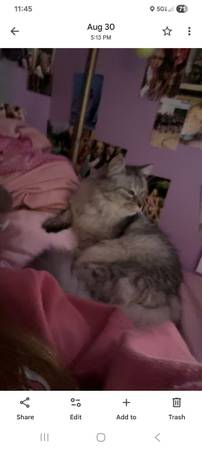 Cat 1