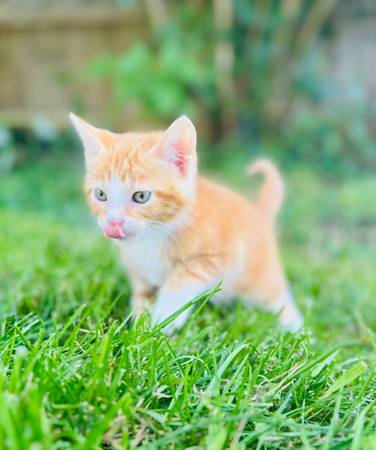 5 kittens in need of Home (Joliet)63918925159427120