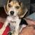 Male beagle pup 2 thumbnail