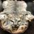 Life size warthog taxidermy 10 thumbnail