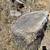 Free Seasoned Oak Firewood 1 thumbnail