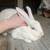 Flemish Giant Doe Rabbit 1 thumbnail