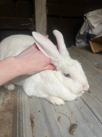 Flemish Giant Doe Rabbit 1