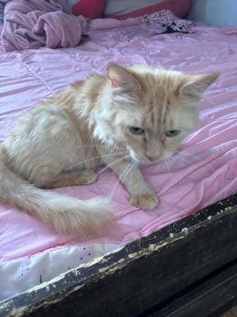 orange cat in need of a home63829967169283120