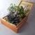 Succulents Cigar Boxes & Empty Cigar Boxes 4 thumbnail