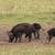 WILD HOG HUNT WITH GUARANTEED SUCCESS 3  NIGHTS LODGING & 6 MEALS 1 thumbnail