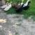 9 ducks 10 thumbnail